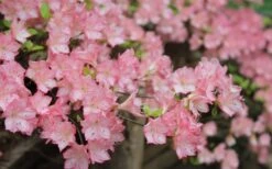 Amy Azalea - 3 Gallon Pot 10 Amy Azalea - 3 Gallon Pot -Bush Sale Shop azalea amy 8