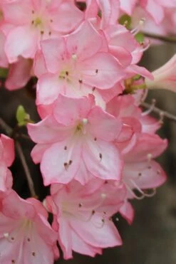 Amy Azalea - 3 Gallon Pot 11 Amy Azalea - 3 Gallon Pot -Bush Sale Shop azalea amy 9