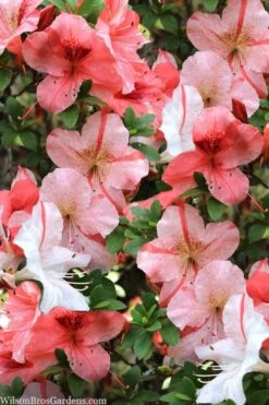 Astronaut Azalea - 1 Gallon Pot 12 Astronaut Azalea - 1 Gallon Pot -Bush Sale Shop azalea astronaut 1 1