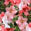 Astronaut Azalea - 3 Gallon Pot 1 Astronaut Azalea - 3 Gallon Pot -Bush Sale Shop azalea astronaut 1 2