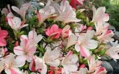 Astronaut Azalea - 1 Gallon Pot 13 Astronaut Azalea - 1 Gallon Pot -Bush Sale Shop azalea astronaut 3 1