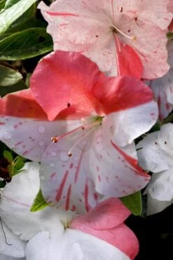 Astronaut Azalea - 3 Gallon Pot 12 Astronaut Azalea - 3 Gallon Pot -Bush Sale Shop azalea astronaut 4 2