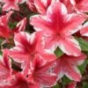 Ben Morrison Azalea - 2 Gallon Pot -Bush Sale Shop azalea ben morrison 2 1