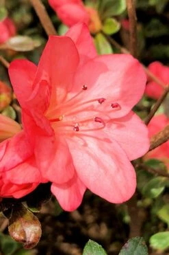 Blaauw's Pink Azalea - 3 Gallon Pot 12 Blaauw's Pink Azalea - 3 Gallon Pot -Bush Sale Shop azalea blaauws pink 10