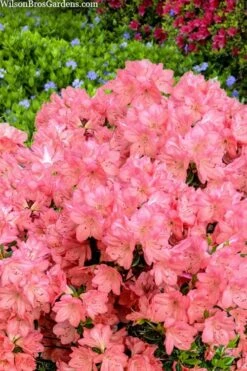 Blaauw's Pink Azalea - 3 Gallon Pot 13 Blaauw's Pink Azalea - 3 Gallon Pot -Bush Sale Shop azalea blaauws pink 4
