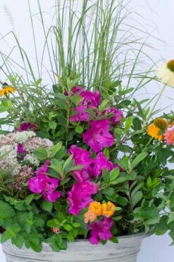 Echo Bloom 'N Again Azalea - 2 Gallon Pot 13 Echo Bloom 'N Again Azalea - 2 Gallon Pot -Bush Sale Shop azalea bloom n again augusta echo 4