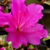 Echo Bloom 'N Again Azalea - 2 Gallon Pot 2 Echo Bloom 'N Again Azalea - 2 Gallon Pot -Bush Sale Shop azalea bloom n again augusta echo 6