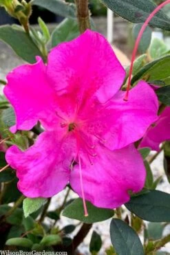 Echo Bloom 'N Again Azalea - 2 Gallon Pot 12 Echo Bloom 'N Again Azalea - 2 Gallon Pot -Bush Sale Shop azalea bloom n again augusta echo 7