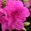 Lavender Twist Bloom 'N Again Azalea - 2 Gallon Pot 1 Lavender Twist Bloom 'N Again Azalea - 2 Gallon Pot -Bush Sale Shop azalea bloom n again lavender twist 1