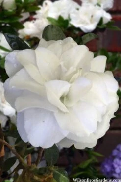 Snowball Bloom 'N Again Azalea - 2 Gallon Pot 11 Snowball Bloom 'N Again Azalea - 2 Gallon Pot -Bush Sale Shop azalea bloom n again snowball 13