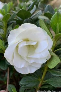 Snowball Bloom 'N Again Azalea - 2 Gallon Pot 13 Snowball Bloom 'N Again Azalea - 2 Gallon Pot -Bush Sale Shop azalea bloom n again snowball 14