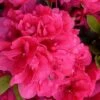 Canzonetta Azalea - 1 Gallon Pot 2 Canzonetta Azalea - 1 Gallon Pot -Bush Sale Shop azalea canzonetta 2