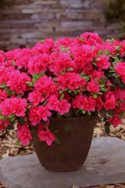 Canzonetta Azalea - 1 Gallon Pot -Bush Sale Shop azalea canzonetta 3