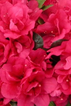 Canzonetta Azalea - 1 Gallon Pot -Bush Sale Shop azalea canzonetta 500x750 1