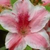 Lady Cavendish Azalea - 6 Pack Of 1 Gallon Pots 2 Lady Cavendish Azalea - 6 Pack Of 1 Gallon Pots -Bush Sale Shop azalea cavendish 1 2