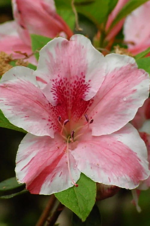 Lady Cavendish Azalea - 3 Gallon Pot 3 Lady Cavendish Azalea - 3 Gallon Pot