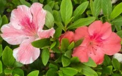 Lady Cavendish Azalea - 1 Gallon Pot 11 Lady Cavendish Azalea - 1 Gallon Pot -Bush Sale Shop azalea cavendish 2 1