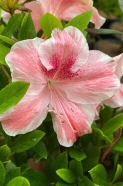 Lady Cavendish Azalea - 1 Gallon Pot 10 Lady Cavendish Azalea - 1 Gallon Pot -Bush Sale Shop azalea cavendish 3 1