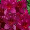 Dauntless Azalea (Glenn Dale Hydrid) - 2 Gallon Pot -Bush Sale Shop azalea dauntless 2