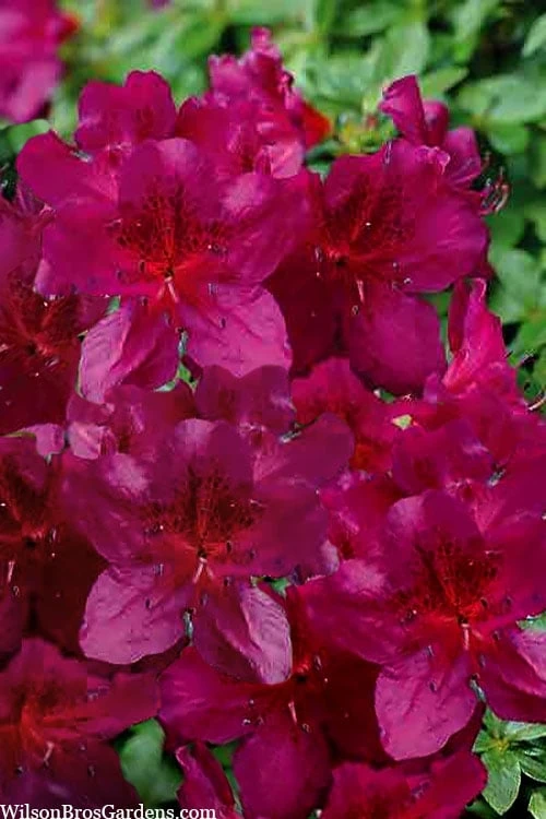 Dauntless Azalea (Glenn Dale Hydrid) - 2 Gallon Pot 3 Dauntless Azalea (Glenn Dale Hydrid) - 2 Gallon Pot
