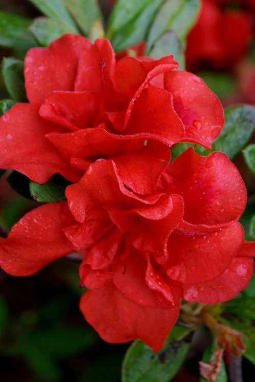 Autumn Embers Encore Azalea - 2 Gallon 3 Autumn Embers Encore Azalea - 2 Gallon