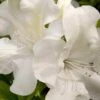 Autumn Ivory Encore Azalea - 1 Gallon Pot 1 Autumn Ivory Encore Azalea - 1 Gallon Pot -Bush Sale Shop azalea encore autumn ivory 2