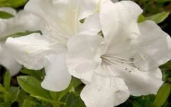 Autumn Ivory Encore Azalea - 1 Gallon Pot 11 Autumn Ivory Encore Azalea - 1 Gallon Pot -Bush Sale Shop azalea encore autumn ivory 20