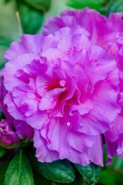 Autumn Majesty Encore Azalea - 3 Gallon Pot 12 Autumn Majesty Encore Azalea - 3 Gallon Pot -Bush Sale Shop azalea encore autumn majesty 12 1