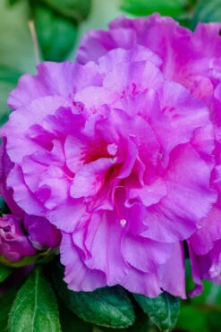 Autumn Majesty Encore Azalea - 2 Gallon Pot 12 Autumn Majesty Encore Azalea - 2 Gallon Pot -Bush Sale Shop azalea encore autumn majesty 12 2