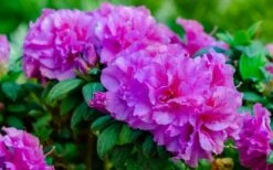 Autumn Majesty Encore Azalea - 3 Gallon Pot 11 Autumn Majesty Encore Azalea - 3 Gallon Pot -Bush Sale Shop azalea encore autumn majesty 13 1