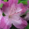 Fawn Azalea - 2 Gallon Pot 2 Fawn Azalea - 2 Gallon Pot -Bush Sale Shop azalea fawn 1