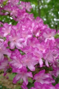 Fawn Azalea - 2 Gallon Pot 13 Fawn Azalea - 2 Gallon Pot -Bush Sale Shop azalea fawn 6