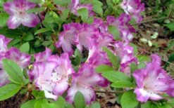 Fawn Azalea - 2 Gallon Pot 12 Fawn Azalea - 2 Gallon Pot -Bush Sale Shop azalea fawn 7