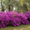 Formosa Southern Indica Azalea - 1 Gallon Pot 2 Formosa Southern Indica Azalea - 1 Gallon Pot -Bush Sale Shop azalea formosa hedge