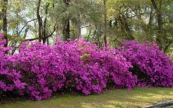Formosa Southern Indica Azalea - 3 Gallon Pot -Bush Sale Shop azalea formosa hedge 2