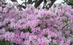 George L. Taber Southern Indica Azalea - 1 Gallon Pot 12 George L. Taber Southern Indica Azalea - 1 Gallon Pot -Bush Sale Shop azalea george taber 10 1