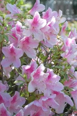 George L. Taber Southern Indica Azalea - 3 Gallon Pot -Bush Sale Shop azalea george taber 11