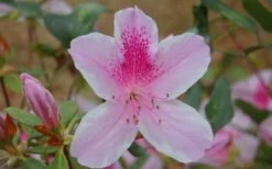 George L. Taber Southern Indica Azalea - 3 Gallon Pot -Bush Sale Shop azalea george taber 13