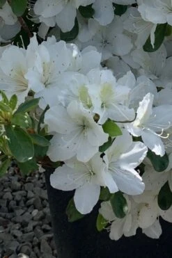 Girard's Pleasant White Azalea - 1 Gallon Pot -Bush Sale Shop azalea girards pleasant white 22