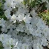 Girard's Pleasant White Azalea - 1 Gallon Pot -Bush Sale Shop azalea girards pleasant white 23