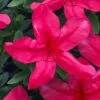 Gloria Deep Pink Sawada Azalea - 1 Gallon Pot -Bush Sale Shop azalea gloria deep pink sawada 1 1