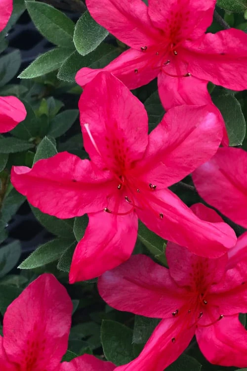 Gloria Deep Pink Sawada Azalea - 6 Pack Of 1 Gallon Pots 3 Gloria Deep Pink Sawada Azalea - 6 Pack Of 1 Gallon Pots