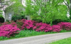 Gloria Deep Pink Sawada Azalea - 6 Pack Of 1 Gallon Pots 9 Gloria Deep Pink Sawada Azalea - 6 Pack Of 1 Gallon Pots -Bush Sale Shop azalea gloria deep pink sawada 2