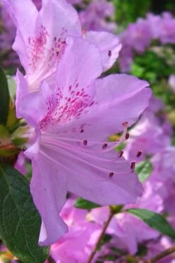 Gulf Pride Fragrant Southern Indica Azalea - 6 Pack Of 1 Gallon Pots 11 Gulf Pride Fragrant Southern Indica Azalea - 6 Pack Of 1 Gallon Pots -Bush Sale Shop azalea gulf pride 2 1
