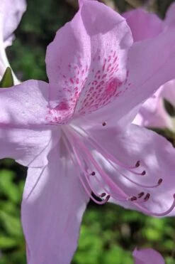 Gulf Pride Fragrant Southern Indica Azalea - 6 Pack Of 1 Gallon Pots 12 Gulf Pride Fragrant Southern Indica Azalea - 6 Pack Of 1 Gallon Pots -Bush Sale Shop azalea gulf pride 5 1