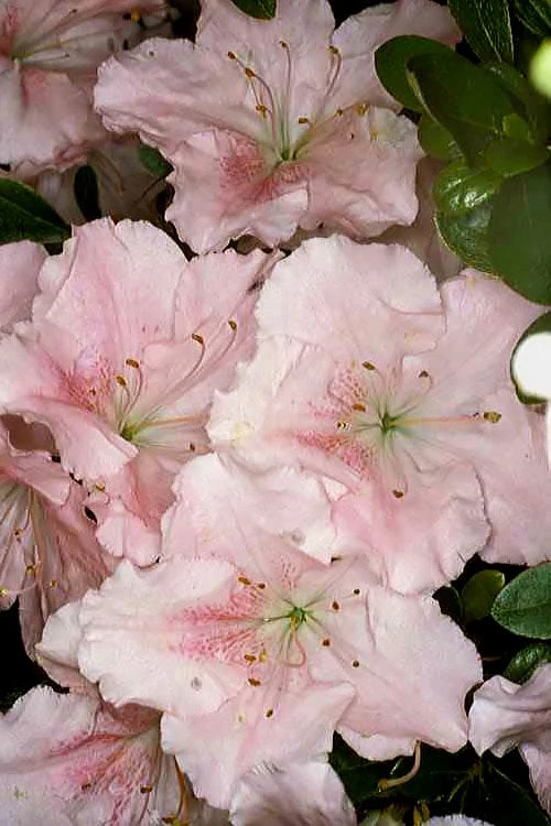 Gwenda Azalea (Robin Hill Hybrid) - 1 Gallon Pot 3 Gwenda Azalea (Robin Hill Hybrid) - 1 Gallon Pot