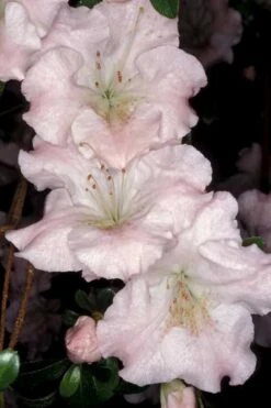 Gwenda Azalea (Robin Hill Hybrid) - 6 Pack Of 1 Gallon Pots 11 Gwenda Azalea (Robin Hill Hybrid) - 6 Pack Of 1 Gallon Pots -Bush Sale Shop azalea gwenda 6 1