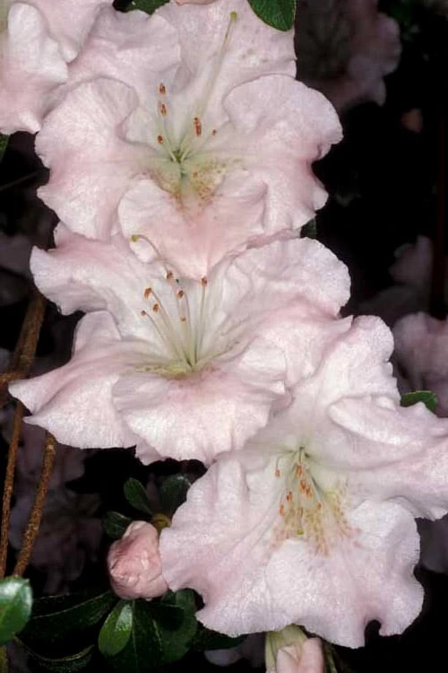 Gwenda Azalea (Robin Hill Hybrid) - 1 Gallon Pot 7 Gwenda Azalea (Robin Hill Hybrid) - 1 Gallon Pot - Image 5