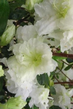 Helen Curtis Azalea - 3 Gallon Pot -Bush Sale Shop azalea helen curtis 7