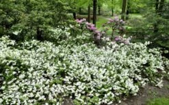 Helen Curtis Azalea - 3 Gallon Pot -Bush Sale Shop azalea helen curtis 9